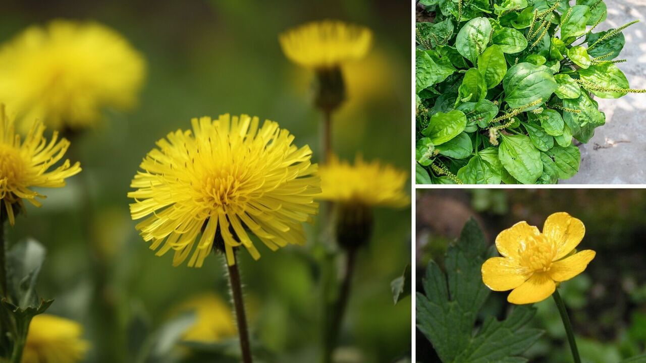 These 3 plants indicate soil problems: everyone knows them
