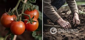 Tomatoes will be just like in the picture: the best way to plant seedlings in the soil was named
