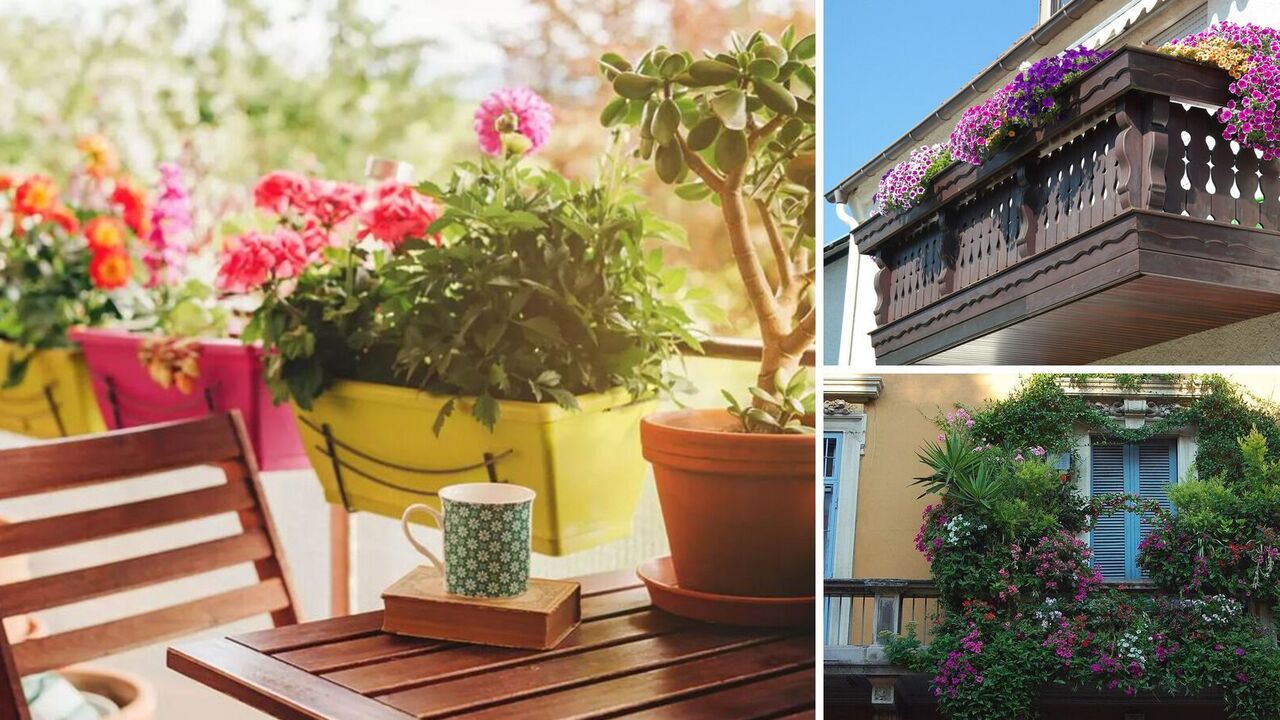What flowers to choose for the balcony: will be the envy of all the neighbors