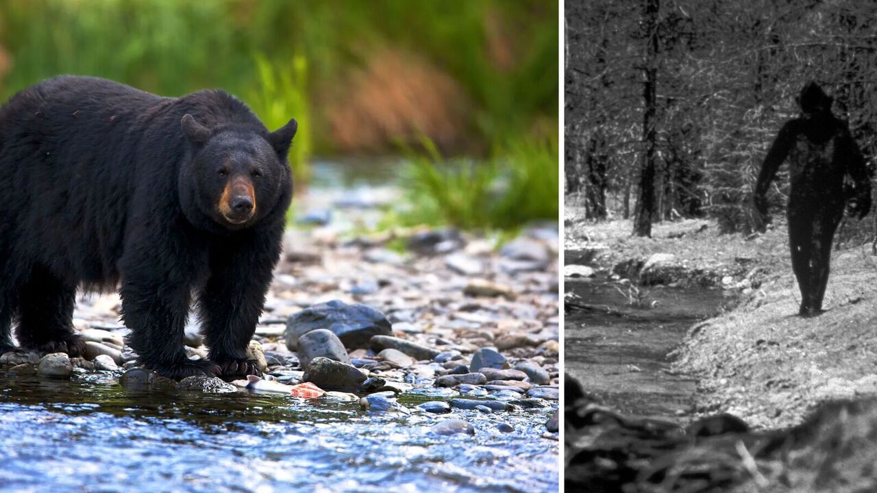 Scientists find a plausible explanation for Bigfoot: does it really exist?