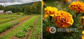 What flowers should definitely be planted in the vegetable garden: protect against pests and diseases