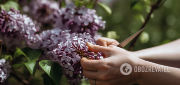 Why you shouldn't pluck lilacs: consequences you didn't even know about