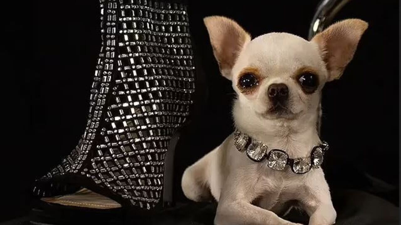 What the world's smallest dog looks like: photo of the record holder
