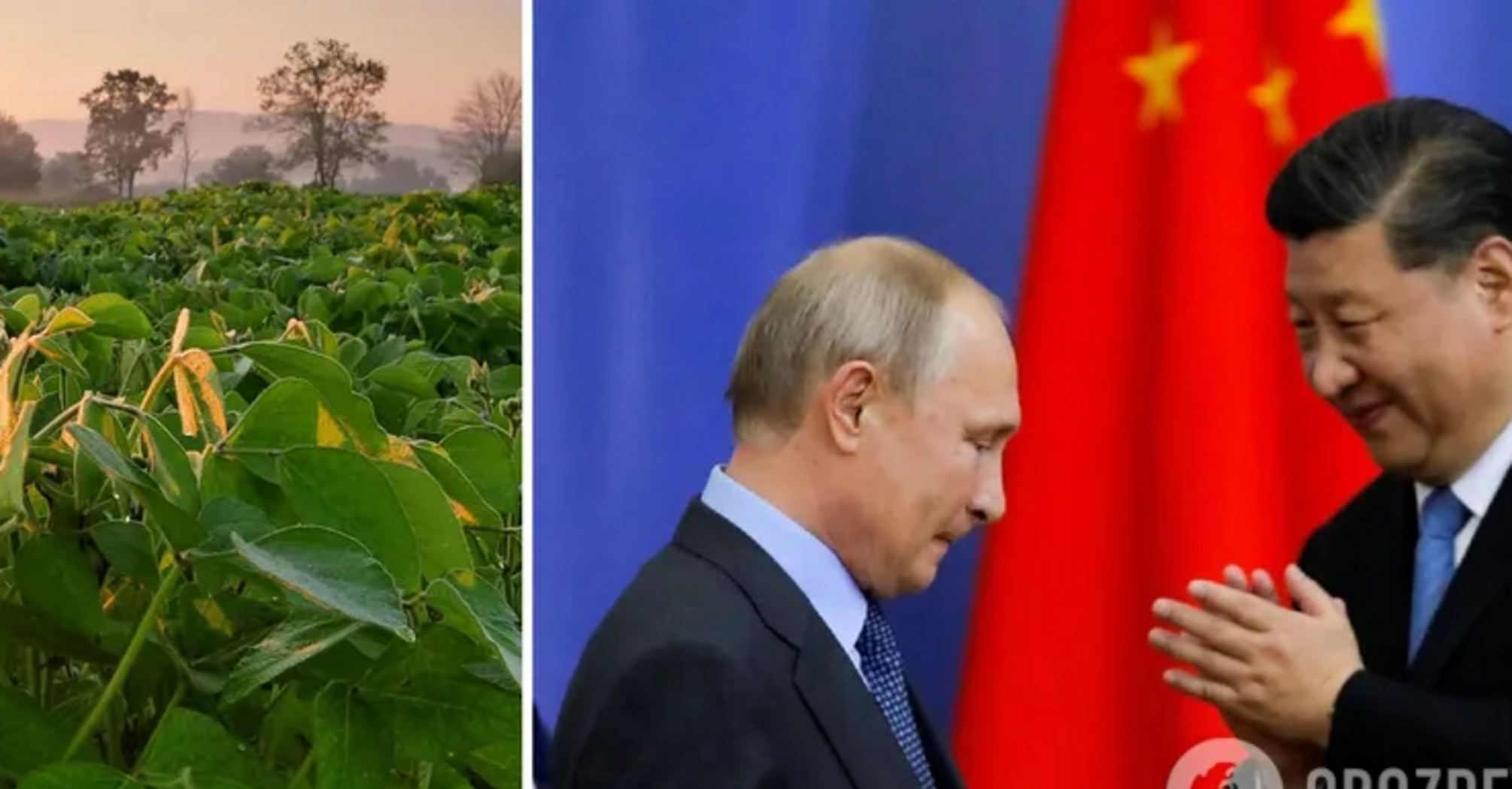 Putin aims to feed China with soya