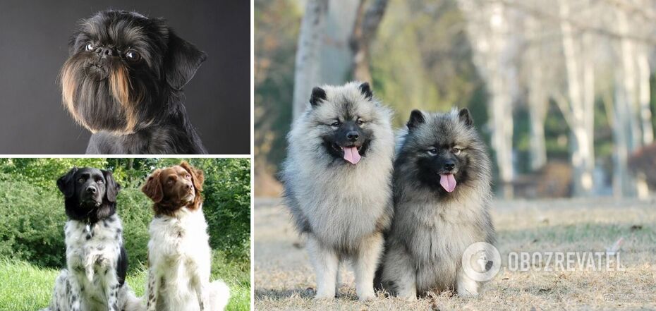 The rarest breeds of dogs: their names few people know. Photo