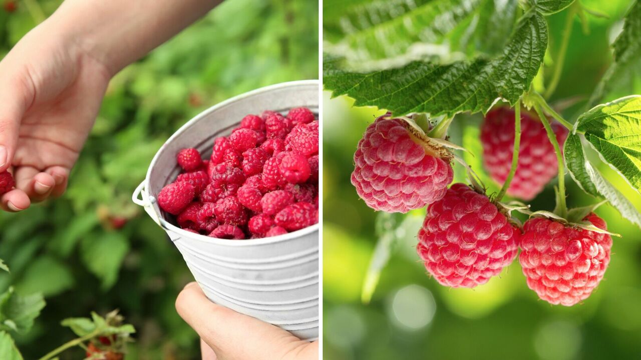 What not to plant raspberries near: 8 plants that will ruin the harvest