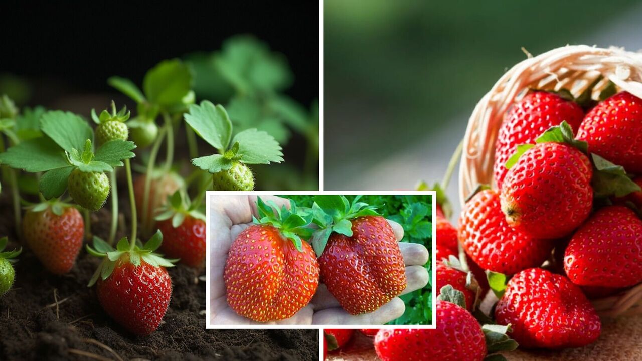 Strawberries will grow small and sour: what mistakes to avoid