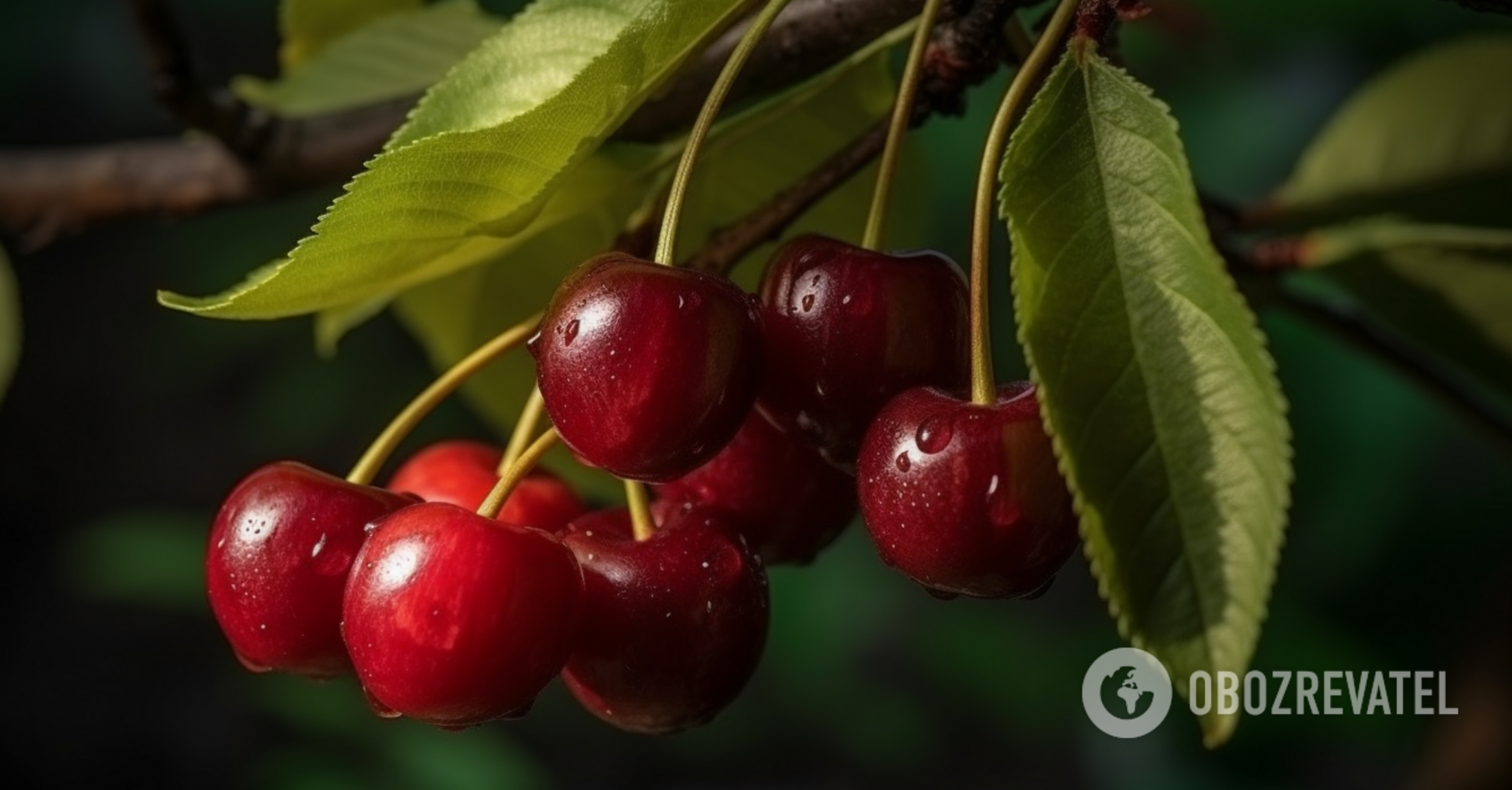 How to save sweet cherries from worms: an effective folk remedy