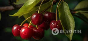 How to save sweet cherries from worms: an effective folk remedy
