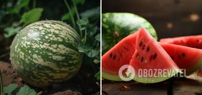 How to grow big and sweet watermelons: easy tips