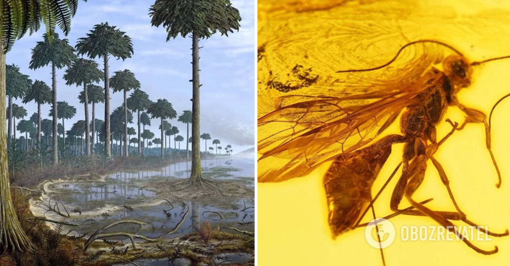 The remains of giant ants found in different parts of the Earth: scientists are intrigued