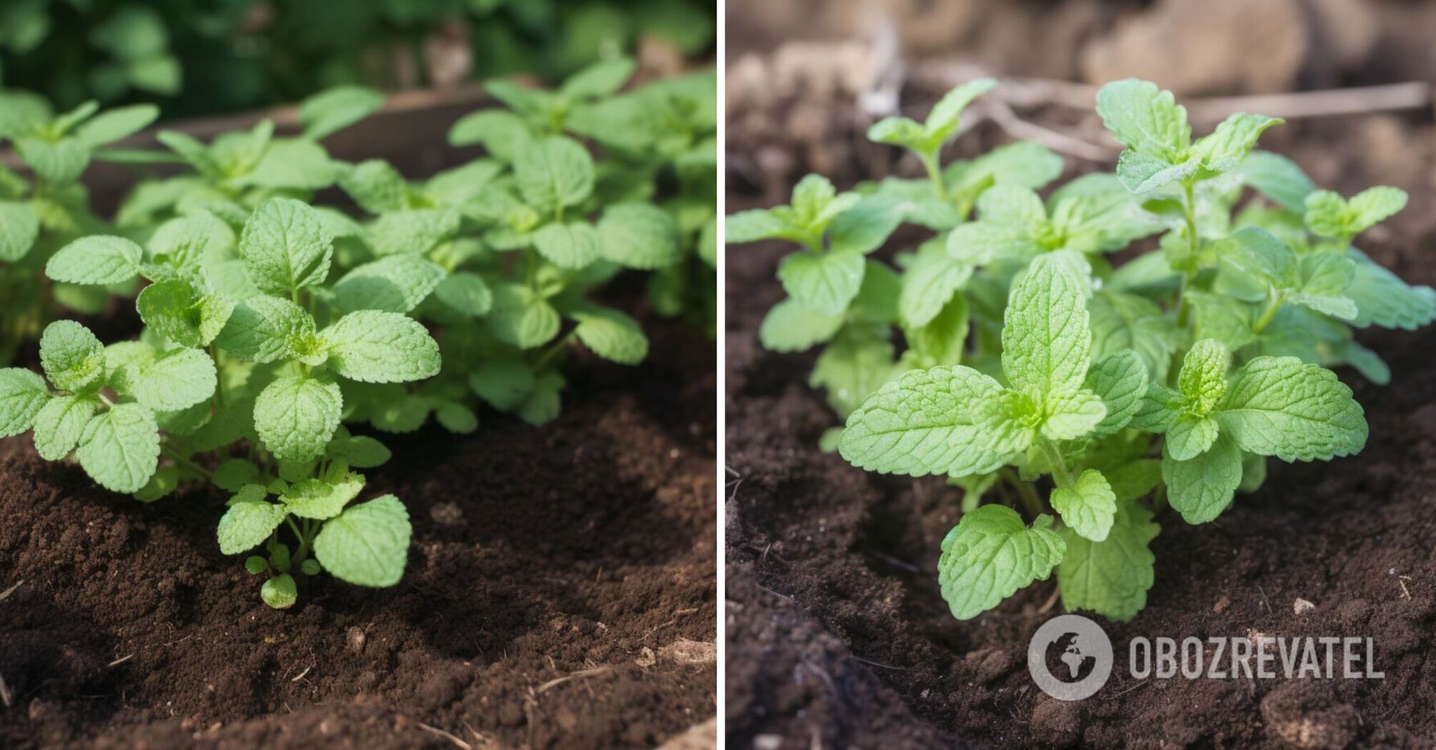 Where to plant mint: tips for caring for the fragrant plant
