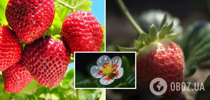 Strawberries will double: what to fertilize bushes during flowering period