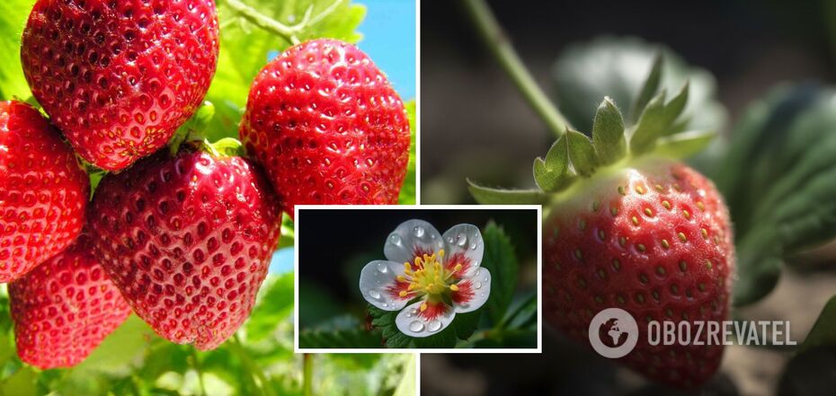 Strawberries will double: what to fertilize bushes during flowering period
