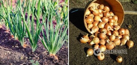 What to feed onions in May: the harvest will exceed expectations