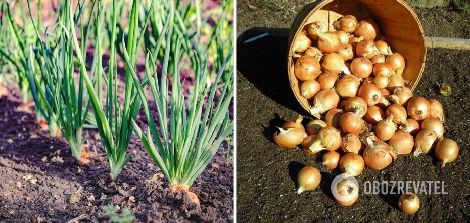 What to feed onions in May: the harvest will exceed expectations