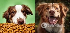 How to accustom your dog to dry food: tips for an easy transition