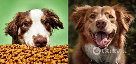 How to accustom your dog to dry food: tips for an easy transition