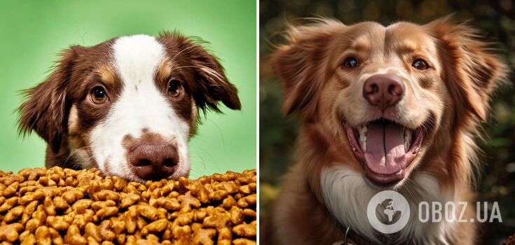 How to accustom your dog to dry food: tips for an easy transition