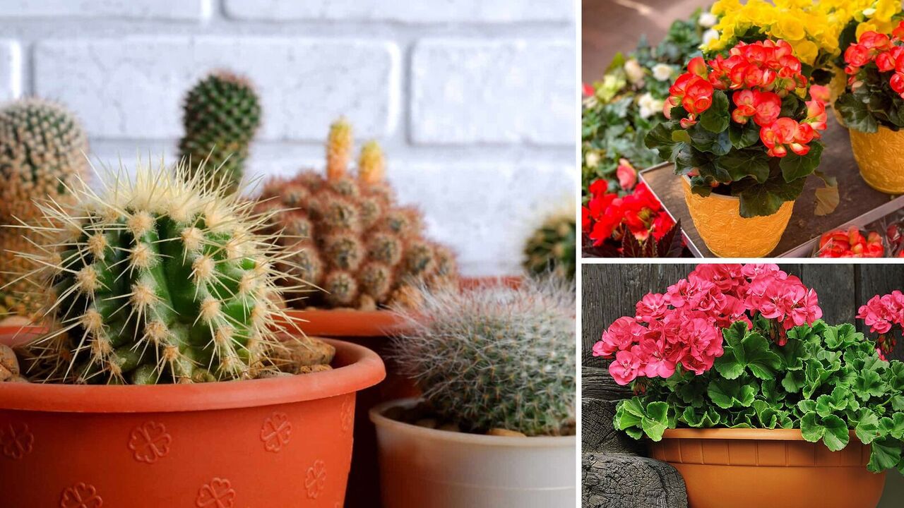 What houseplants protect against the evil eye: will become a "lightning rod"