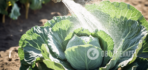 Sprouts will be huge and won't crack: How often should we water cabbage