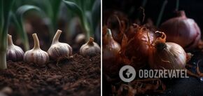 What to feed onions and garlic to get 200% yield: a cheap tiphack