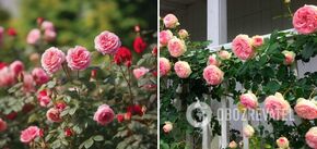 What to feed roses in May: the number of flowers will amaze you