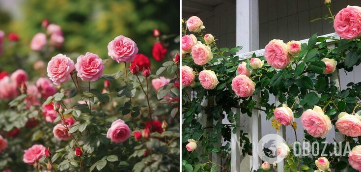 What to feed roses in May: the number of flowers will amaze you