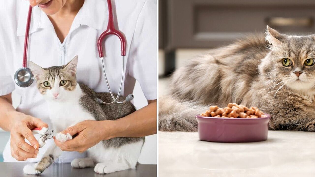 How to extend a cat's life: 5 mistakes that shorten a pet's life