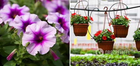 Petunia will bloom without stopping: the most effective way to feed the plant was named