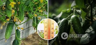 What to feed cucumbers in hot weather: won't wilt and turn yellow
