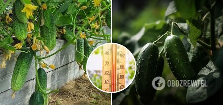What to feed cucumbers in hot weather: won't wilt and turn yellow