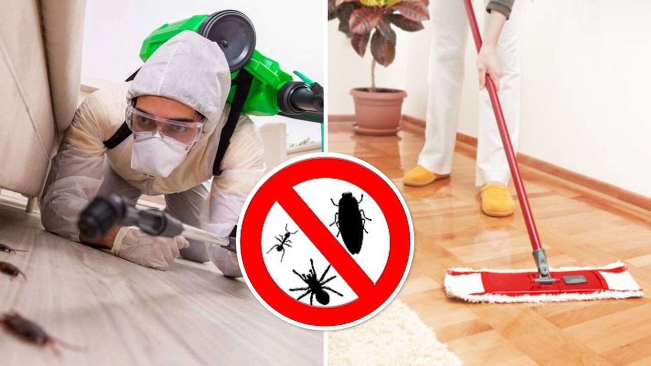 How to get rid of cockroaches in the kitchen: a tricky but reliable trick
