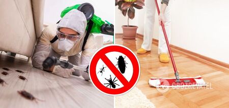 How to get rid of cockroaches in the kitchen: a tricky but reliable trick