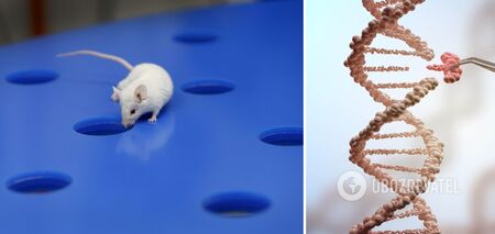 Source of youthfulness discovered in genetically modified mice: it has no side effects