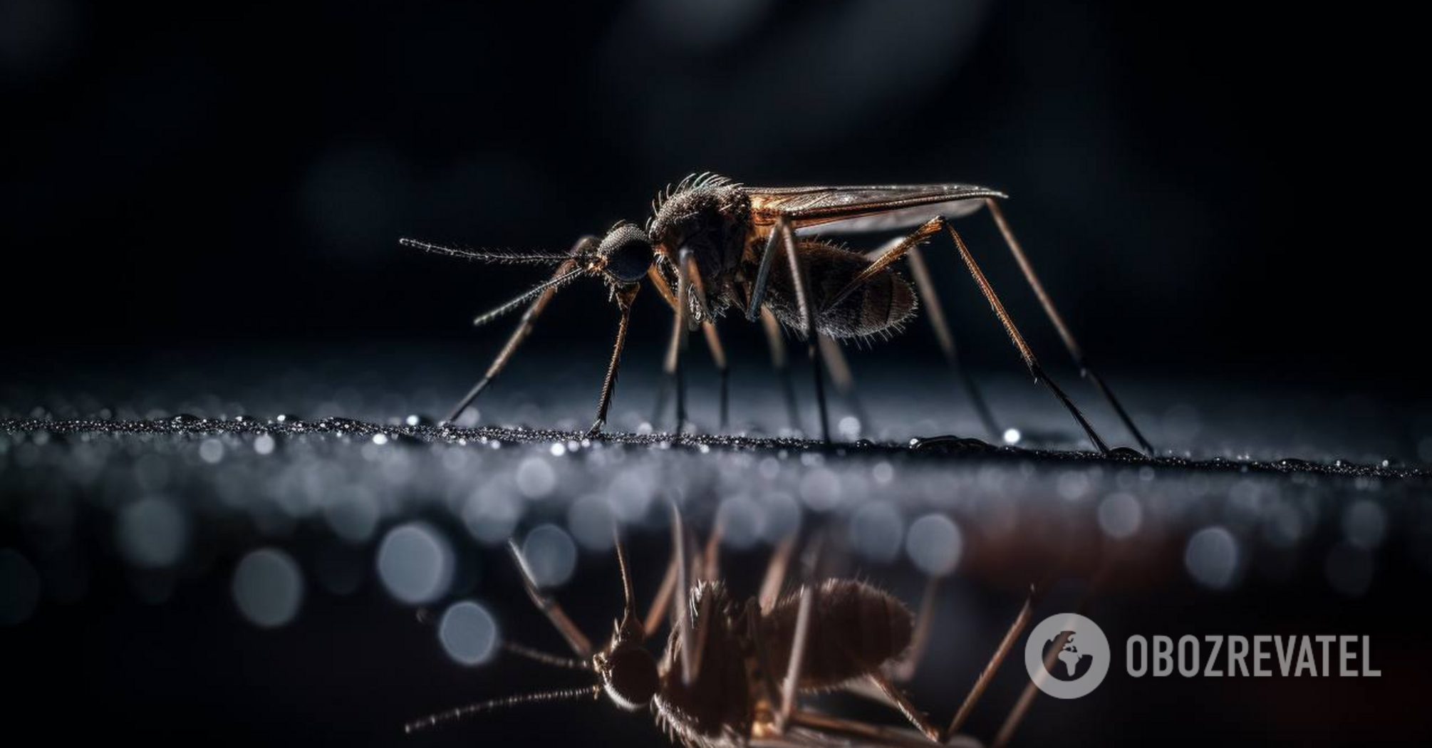 What mosquitoes are afraid of: life hacks to scare away insects