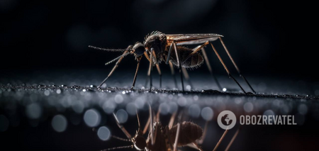 What mosquitoes are afraid of: life hacks to scare away insects