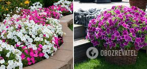 Petunias can be pruned: how to take care so that the plant blooms all summer long