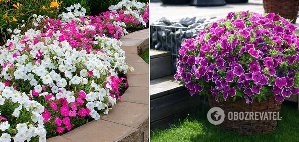 Petunias can be pruned: how to take care so that the plant blooms all summer long