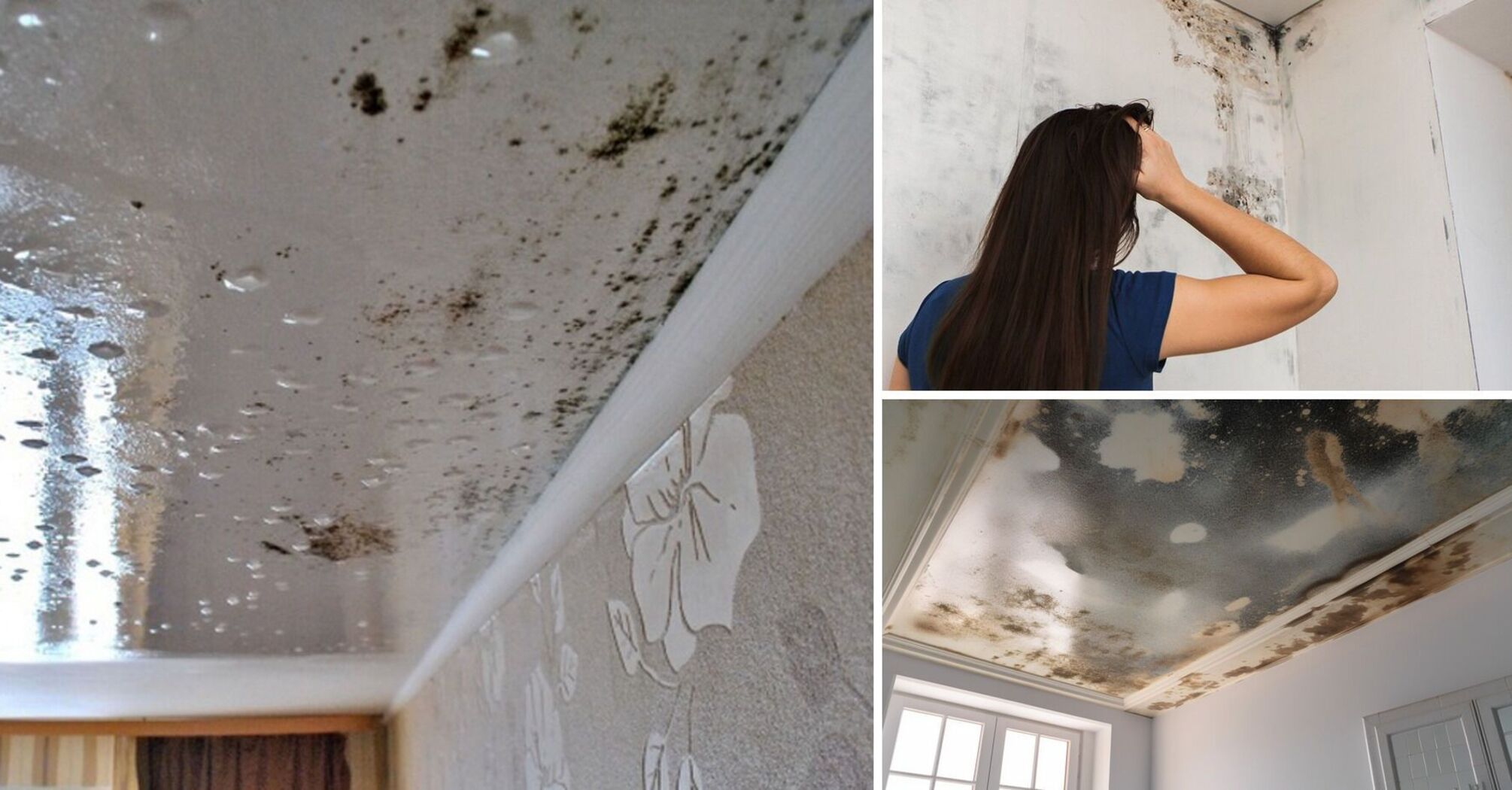 What to do if there is mold on the stretch ceiling: how to get rid of it
