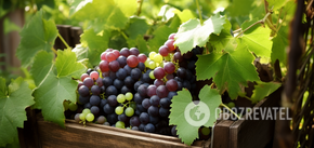 What to feed grapes: the berries will be bigger and sweeter