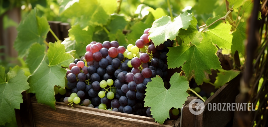 What to feed grapes: the berries will be bigger and sweeter
