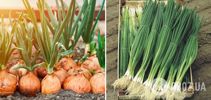 Is it possible to pluck the feathers of onions: not everyone knows the answer