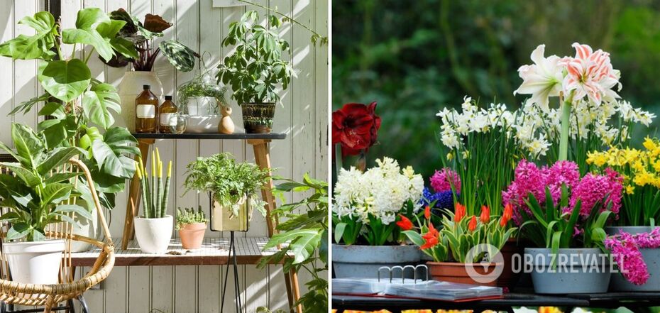 What houseplants should not be taken outdoors in summer: can die overnight