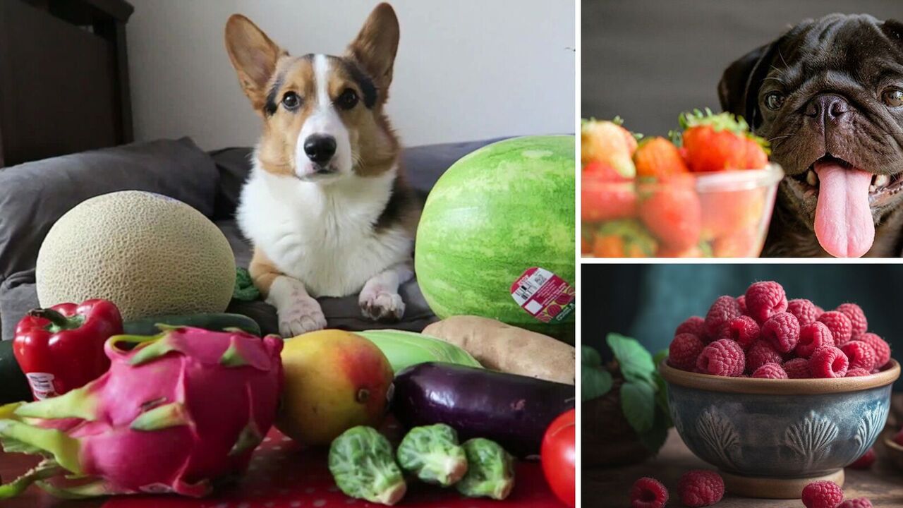 What fruit can you give your dogs: a list that will surprise you