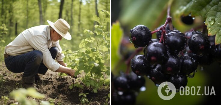 What to feed currants in June: Fertilizers that will significantly increase the yield