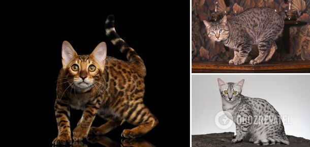Which cat breeds are the most dangerous: suitable only for daredevils