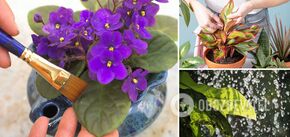 How to quickly and permanently remove dust on indoor flowers: an easy way