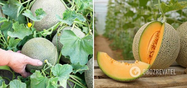 How to grow sweet melons: tricks of experienced gardeners