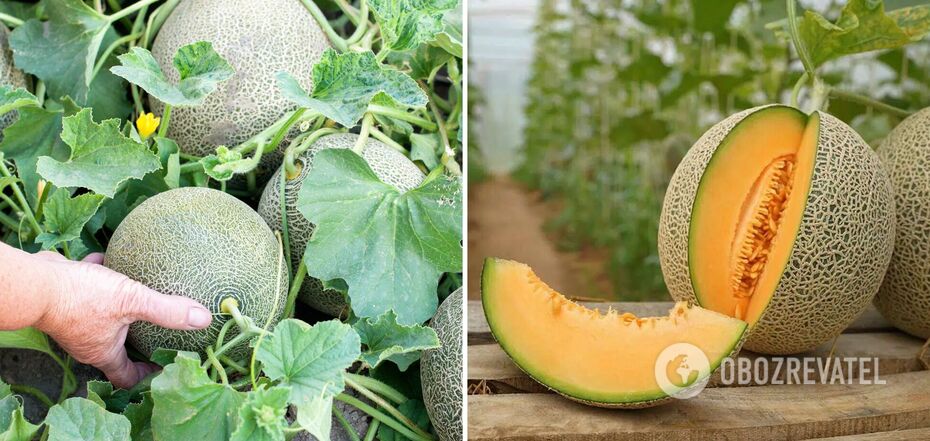 How to grow sweet melons: tricks of experienced gardeners